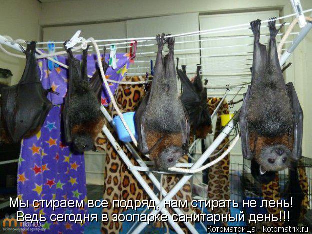 Ведь сегодня в зоопарке санитарный день!!! Мы стираем все подряд, нам стирать не лень!... Котоматрица: Ведь сегодня в зоопарке санитарный день!!! Мы стираем все подряд, нам стирать не лень!