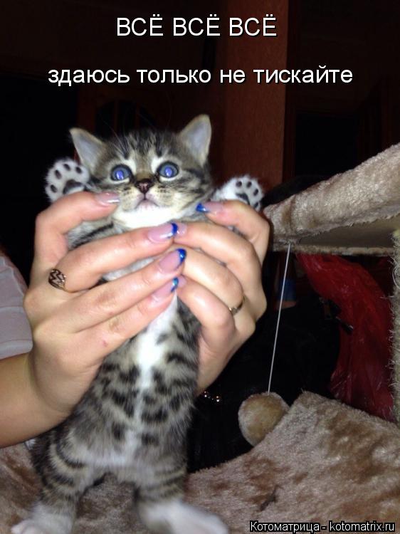 ВСЁ ВСЁ ВСЁ здаюсь только не тискайте... Котоматрица: ВСЁ ВСЁ ВСЁ здаюсь только не тискайте