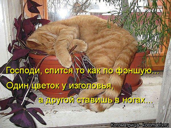 Господи, спится то как по фэншую... Один цветок у изголовья, а другой ставишь в ногах...... Котоматрица: Господи, спится то как по фэншую... Один цветок у изголовья, а другой ставишь в ногах...