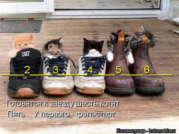 Готовятся к заезду шесть котят... Пять... У первого - фальстарт... ____2____3_____4____5____6____... Котоматрица: Готовятся к заезду шесть котят... Пять... У первого - фальстарт... ____2____3_____4____5____6____
