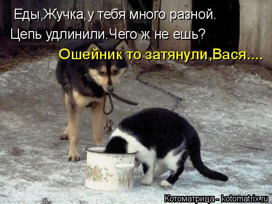 Еды,Жучка,у тебя много разной. Цепь удлинили.Чего ж не ешь? Ошейник то затянули,Вася....... Котоматрица: Еды,Жучка,у тебя много разной. Цепь удлинили.Чего ж не ешь? Ошейник то затянули,Вася....