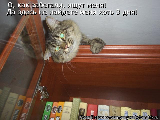 О, как забегали, ищут меня! Да здесь не найдете меня хоть 3 дня!... Котоматрица: О, как забегали, ищут меня! Да здесь не найдете меня хоть 3 дня!