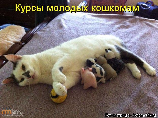Курсы молодых кошкомам... Котоматрица: Курсы молодых кошкомам