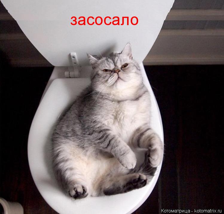 засосало... Котоматрица: засосало