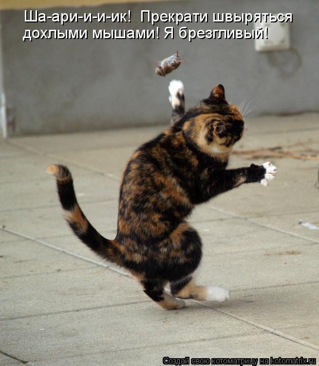Ша-ари-и-и-ик! Прекрати швыряться дохлыми мышами! Я брезгливый!... Котоматрица: Ша-ари-и-и-ик! Прекрати швыряться дохлыми мышами! Я брезгливый!