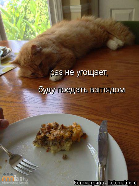 раз не угощает, буду поедать взглядом... Котоматрица: раз не угощает, буду поедать взглядом