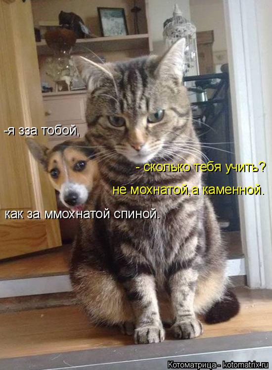 -я зза тобой, как за ммохнатой спиной. - сколько тебя учить? не мохнатой,а каменной.... Котоматрица: -я зза тобой, как за ммохнатой спиной. - сколько тебя учить? не мохнатой,а каменной.