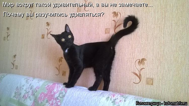 Мир вокруг такой удивительный, а вы не замечаете... Почему вы разучились удивляться?... Котоматрица: Мир вокруг такой удивительный, а вы не замечаете... Почему вы разучились удивляться?