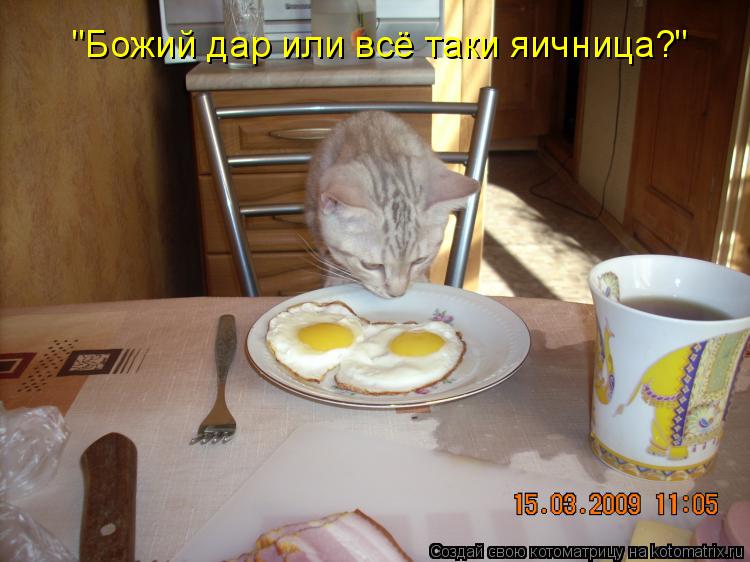 "Божий дар или всё таки яичница?"... Котоматрица: "Божий дар или всё таки яичница?"
