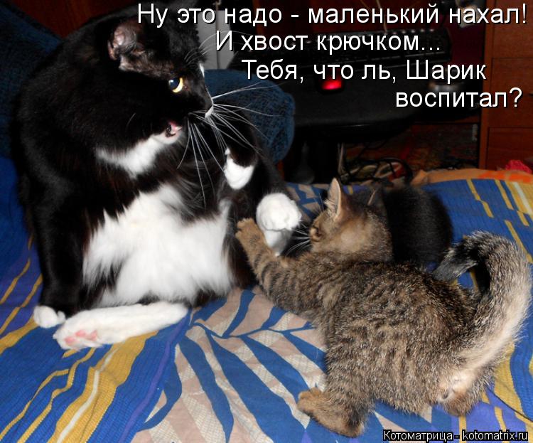 Котоматрица: Ну это надо - маленький нахал! И хвост крючком... Тебя, что ль, Шарик воспитал?