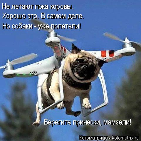 Не летают пока коровы. Хорошо это. В самом деле. Но собаки - уже полетели! Берегите прически, мамзел... Котоматрица: Не летают пока коровы. Хорошо это. В самом деле. Но собаки - уже полетели! Берегите прически, мамзели!