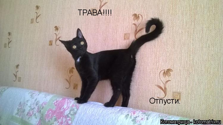 ТРАВА!!!! Отпусти.... Котоматрица: ТРАВА!!!! Отпусти.