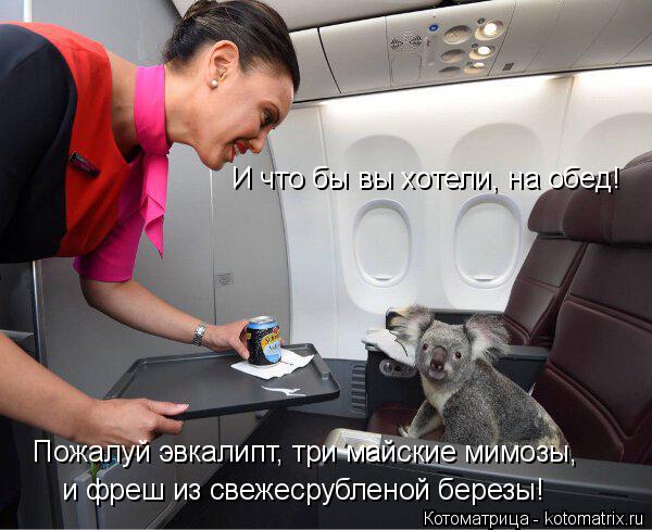 И что бы вы хотели, на обед! Пожалуй эвкалипт, три майские мимозы, и фреш из свежесрубленой березы!... Котоматрица: И что бы вы хотели, на обед! Пожалуй эвкалипт, три майские мимозы, и фреш из свежесрубленой березы!