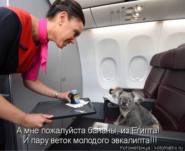 И пару веток молодого эвкалипта!!! А мне пожалуйста бананы, из Египта!... Котоматрица: И пару веток молодого эвкалипта!!! А мне пожалуйста бананы, из Египта!