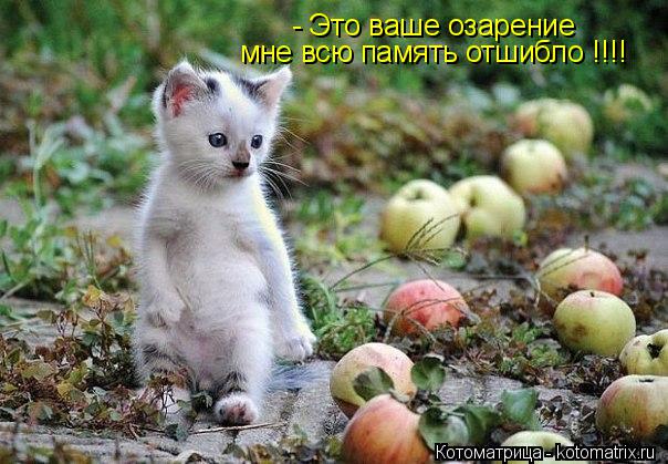 - Это ваше озарение мне всю память отшибло !!!!... Котоматрица: - Это ваше озарение мне всю память отшибло !!!!