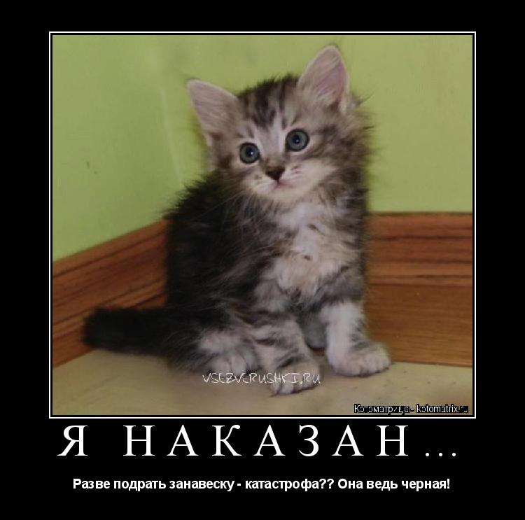Я НАКАЗАН… Разве подрать занавеску - катастрофа?? Она ведь черная!... Котоматрица: Я НАКАЗАН… Разве подрать занавеску - катастрофа?? Она ведь черная!