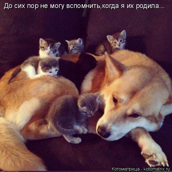 До сих пор не могу вспомнить,когда я их родила...... Котоматрица: До сих пор не могу вспомнить,когда я их родила...