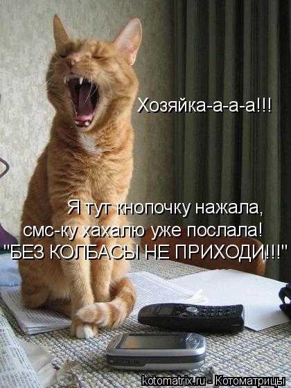 Котоматрица: Я тут кнопочку нажала,  смс-ку хахалю уже послала! "БЕЗ КОЛБАСЫ НЕ ПРИХОДИ!!!" Хозяйка-а-а-а!!!