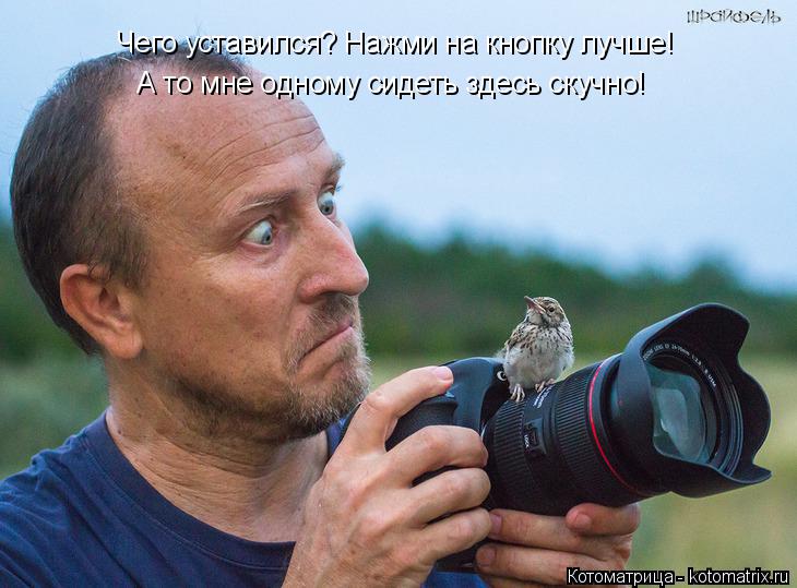 Котоматрица: Чего уставился? Нажми на кнопку лучше! А то мне одному сидеть здесь скучно!