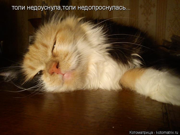 толи недоуснула,толи недопроснулась...... Котоматрица: толи недоуснула,толи недопроснулась...