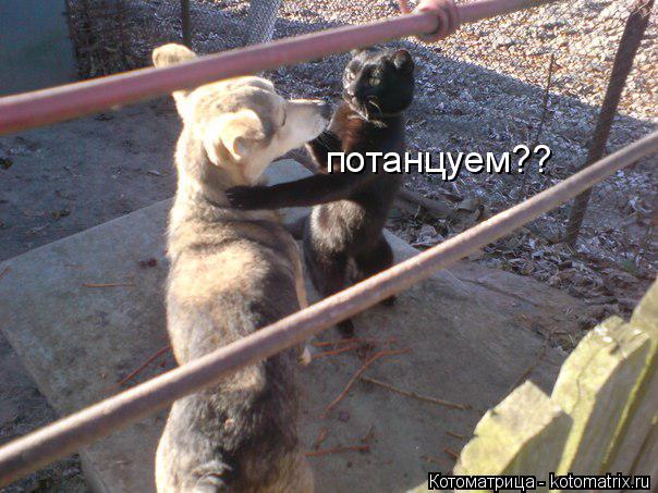 потанцуем??... Котоматрица: потанцуем??