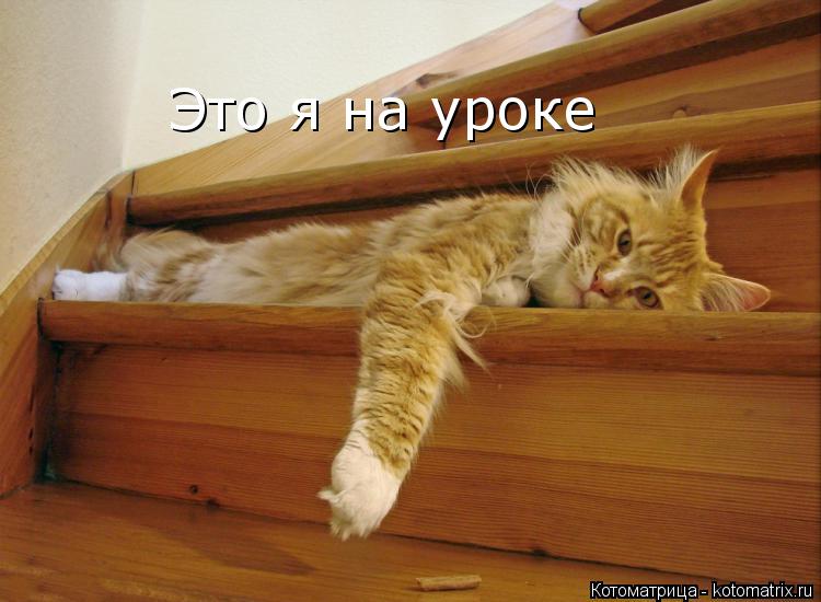 Это я на уроке... Котоматрица: Это я на уроке