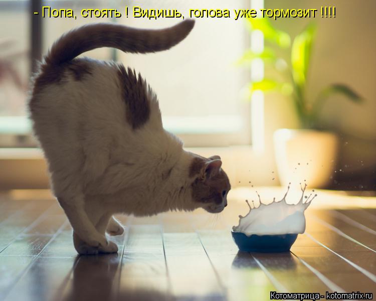 - Попа, стоять ! Видишь, голова уже тормозит !!!!... Котоматрица: - Попа, стоять ! Видишь, голова уже тормозит !!!!