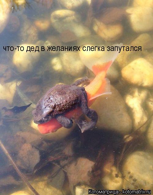 Котоматрица: что-то дед в желаниях слегка запутался