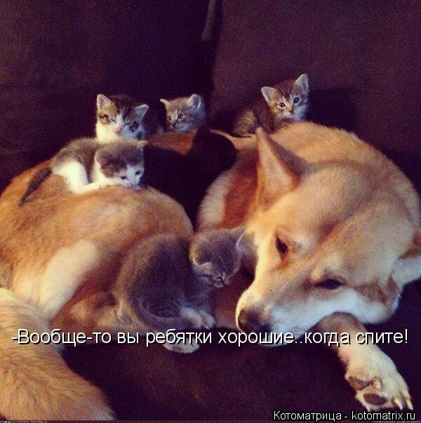 -Вообще-то вы ребятки хорошие..когда спите!... Котоматрица: -Вообще-то вы ребятки хорошие..когда спите!