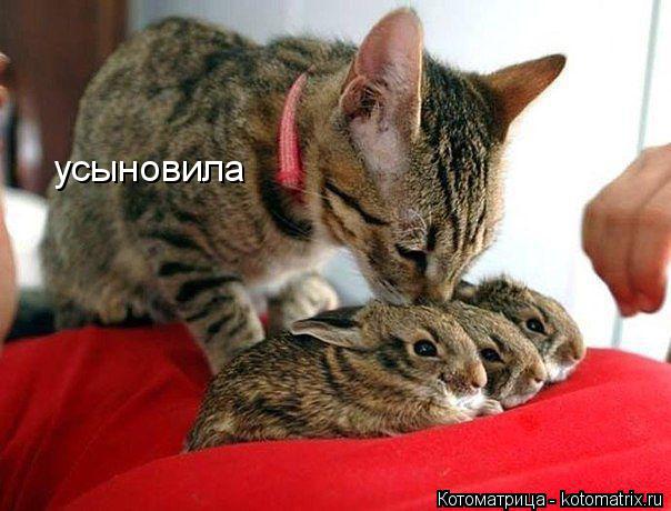 усыновила... Котоматрица: усыновила
