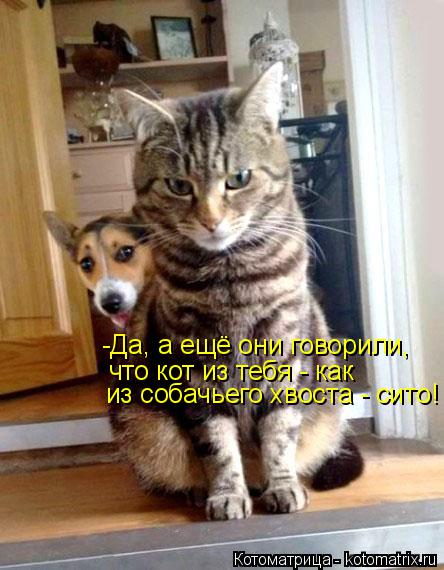 -Да, а ещё они говорили, что кот из тебя - как из собачьего хвоста - сито!... Котоматрица: -Да, а ещё они говорили, что кот из тебя - как из собачьего хвоста - сито!