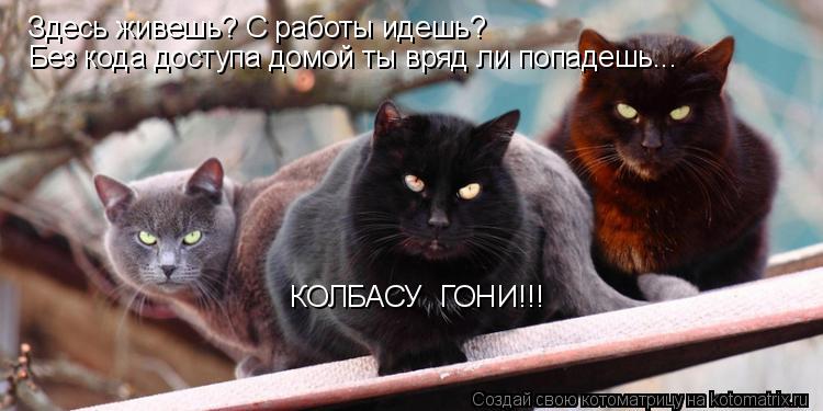 Котоматрица: Здесь живешь? С работы идешь? Без кода доступа домой ты вряд ли попадешь... КОЛБАСУ  ГОНИ!!!