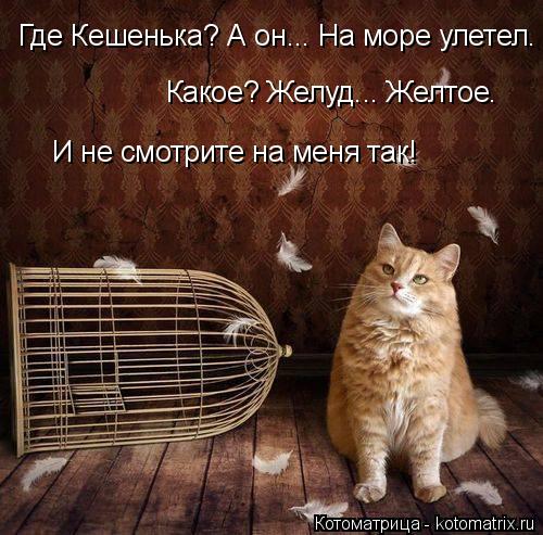 Где Кешенька? А он... На море улетел. Какое? Желуд... Желтое. И не смотрите на меня так!... Котоматрица: Где Кешенька? А он... На море улетел. Какое? Желуд... Желтое. И не смотрите на меня так!