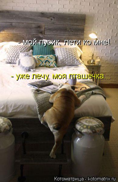 Котоматрица: - мой пусик, лети ко мне! - уже лечу, моя пташечка...