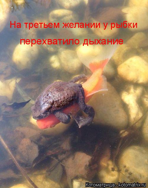 Котоматрица: На третьем желании у рыбки  перехватило дыхание