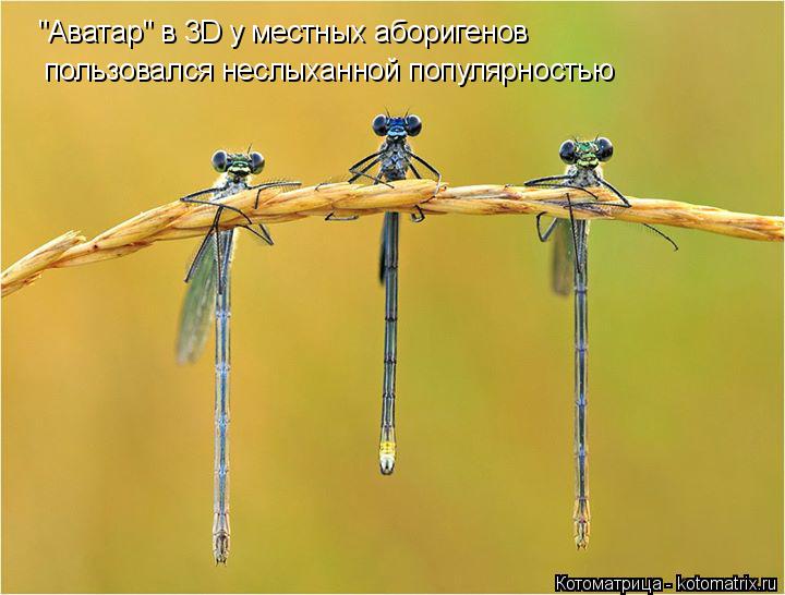 Котоматрица: "Аватар" в 3D у местных аборигенов пользовался неслыханной популярностью