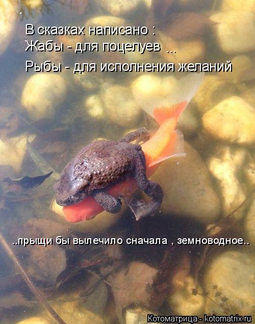 Котоматрица: Жабы - для поцелуев Рыбы - для исполнения желаний ... В сказках написано : ..прыщи бы вылечило сначала , земноводное..