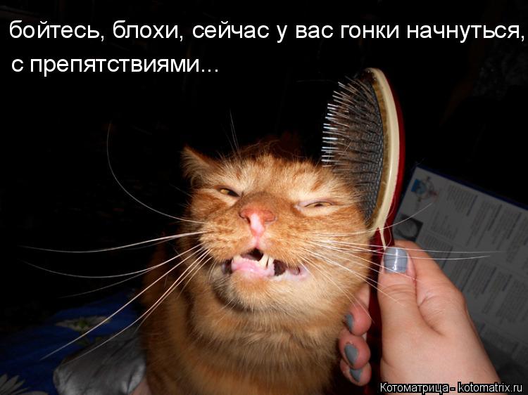 Котоматрица: бойтесь, блохи, сейчас у вас гонки начнуться, с препятствиями...