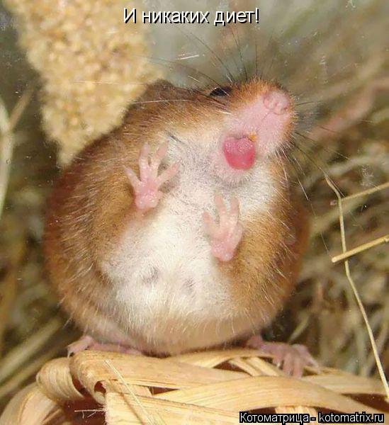 И никаких диет!... Котоматрица: И никаких диет!