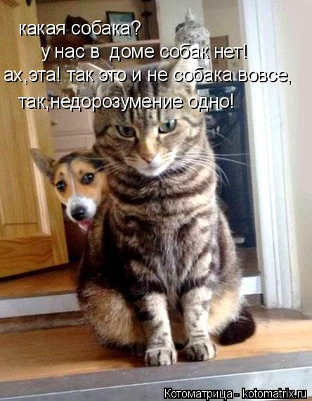 какая собака? у нас в доме собак нет! ах,эта! так это и не собака вовсе, так,недорозумение одно!... Котоматрица: какая собака? у нас в доме собак нет! ах,эта! так это и не собака вовсе, так,недорозумение одно!