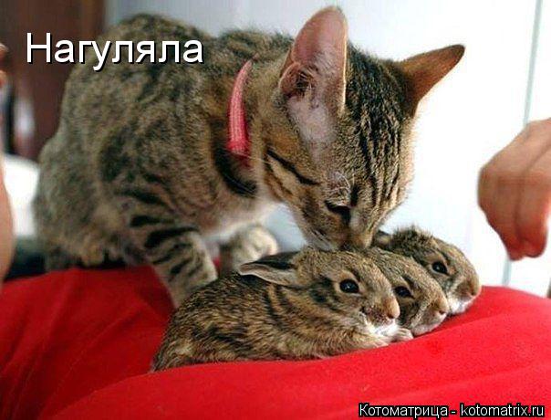 Нагуляла... Котоматрица: Нагуляла