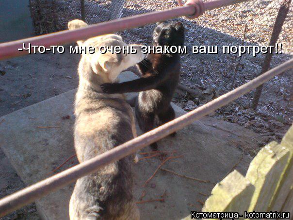 -Что-то мне очень знаком ваш портрет!!... Котоматрица: -Что-то мне очень знаком ваш портрет!!