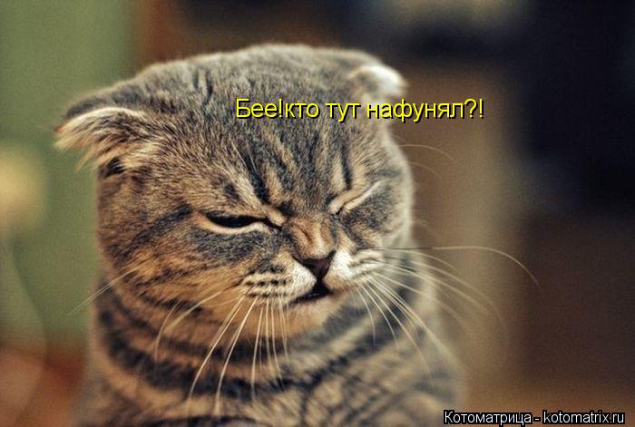 Бее!кто тут нафунял?!... Котоматрица: Бее!кто тут нафунял?!