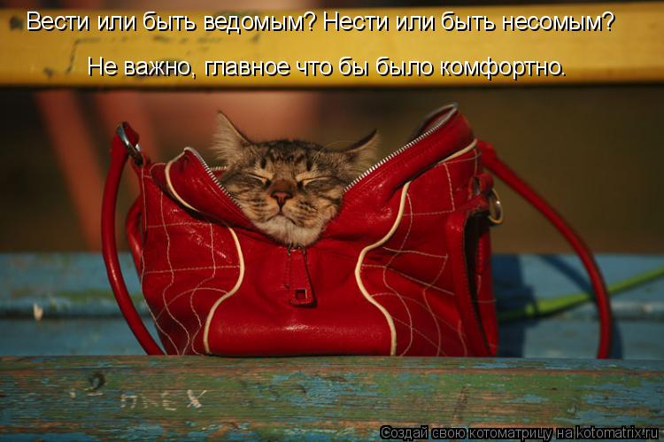 Вести или быть ведомым? Нести или быть несомым? Не важно, главное что бы было комфортно.... Котоматрица: Вести или быть ведомым? Нести или быть несомым? Не важно, главное что бы было комфортно.
