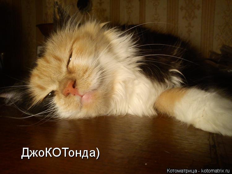 ДжоКОТонда)... Котоматрица: ДжоКОТонда)
