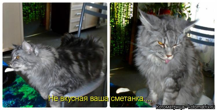 Не вкусная ваша сметанка....... Котоматрица: Не вкусная ваша сметанка....