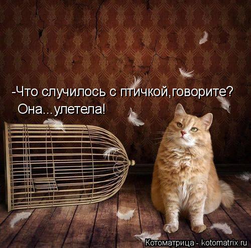 -Что случилось с птичкой,говорите? Она...улетела!... Котоматрица: -Что случилось с птичкой,говорите? Она...улетела!
