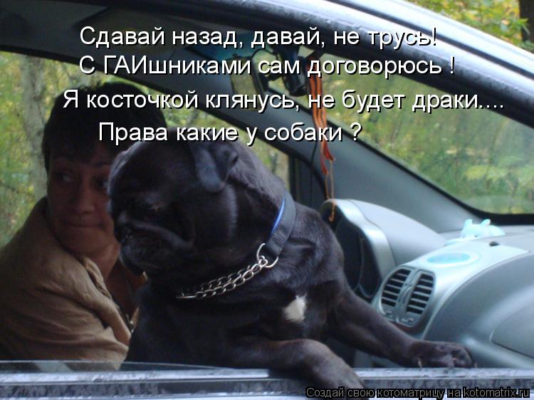 Котоматрица: Сдавай назад, давай, не трусь! Права какие у собаки ? С ГАИшниками сам договорюсь ! Я косточкой клянусь, не будет драки....