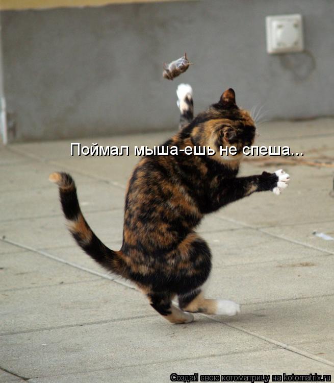 Котоматрица: Поймал мыша-ешь не спеша...