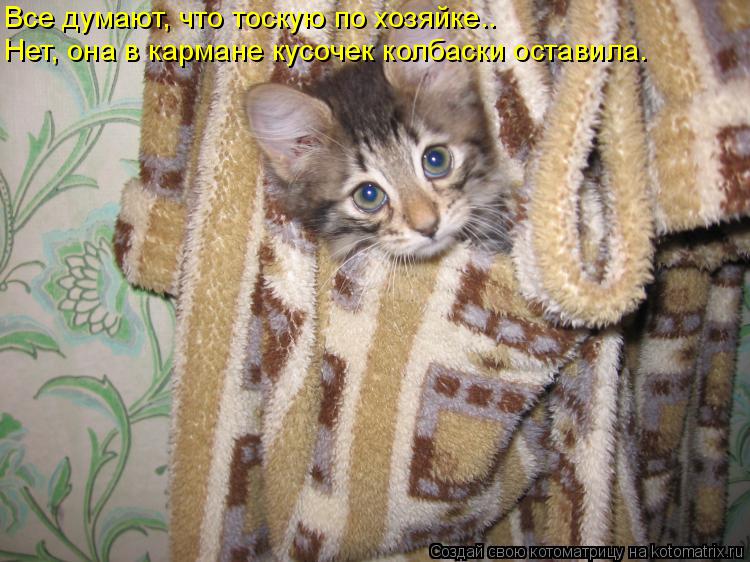 Котоматрица: Все думают, что тоскую по хозяйке.. Нет, она в кармане кусочек колбаски оставила.